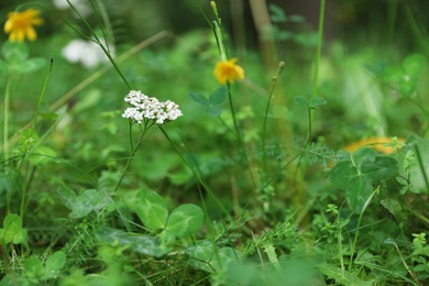 Photo of Green meadow with blooming wild flowers, closeup