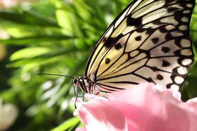 Beautiful rice paper butterfly on pink flower in garden