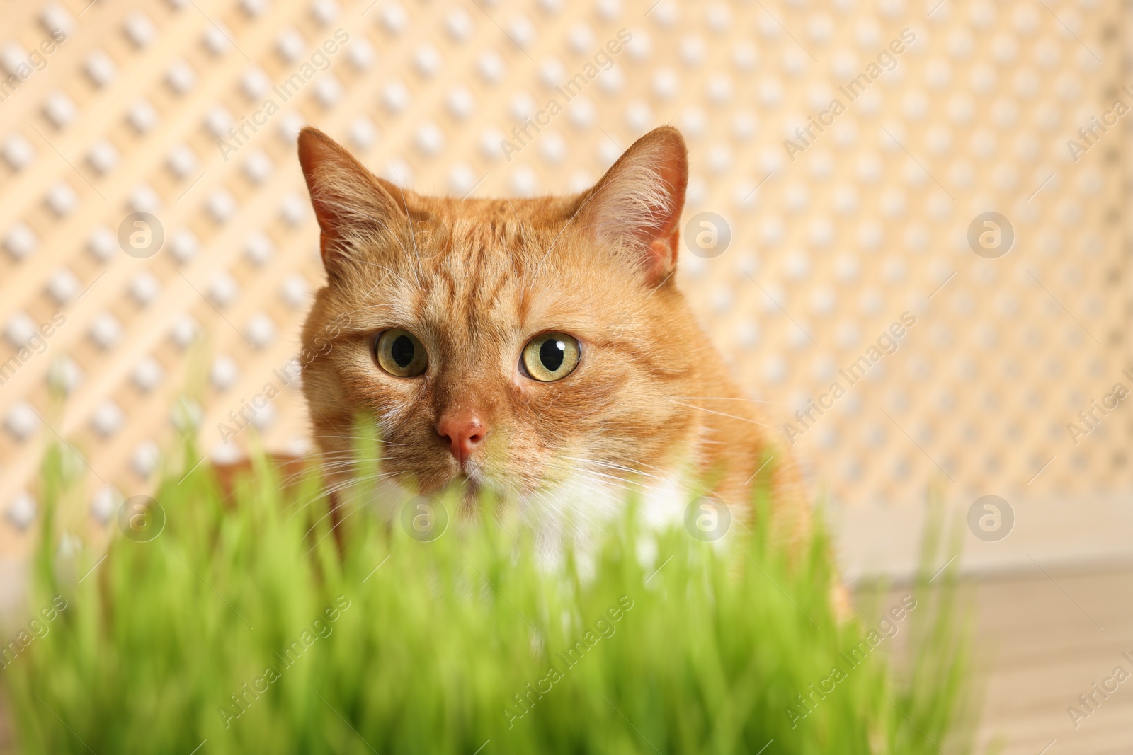 Photo of Cute ginger cat near potted green grass indoors