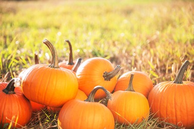 Many ripe orange pumpkins in field, space for text