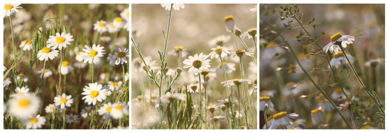 Image of Collage with photos of beautiful chamomile flowers growing in meadow