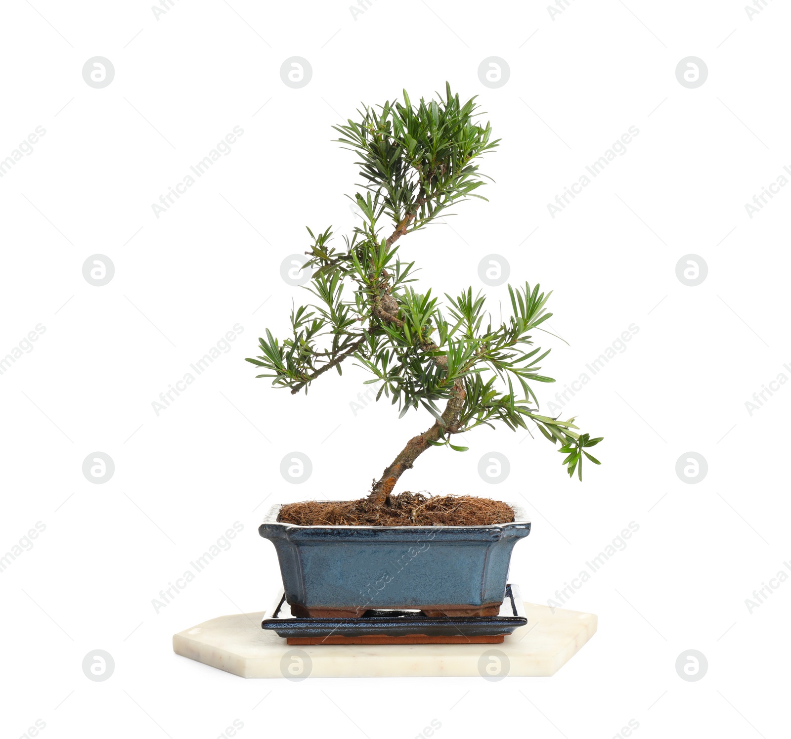 Photo of Japanese bonsai plant isolated on white. Creating zen atmosphere at home