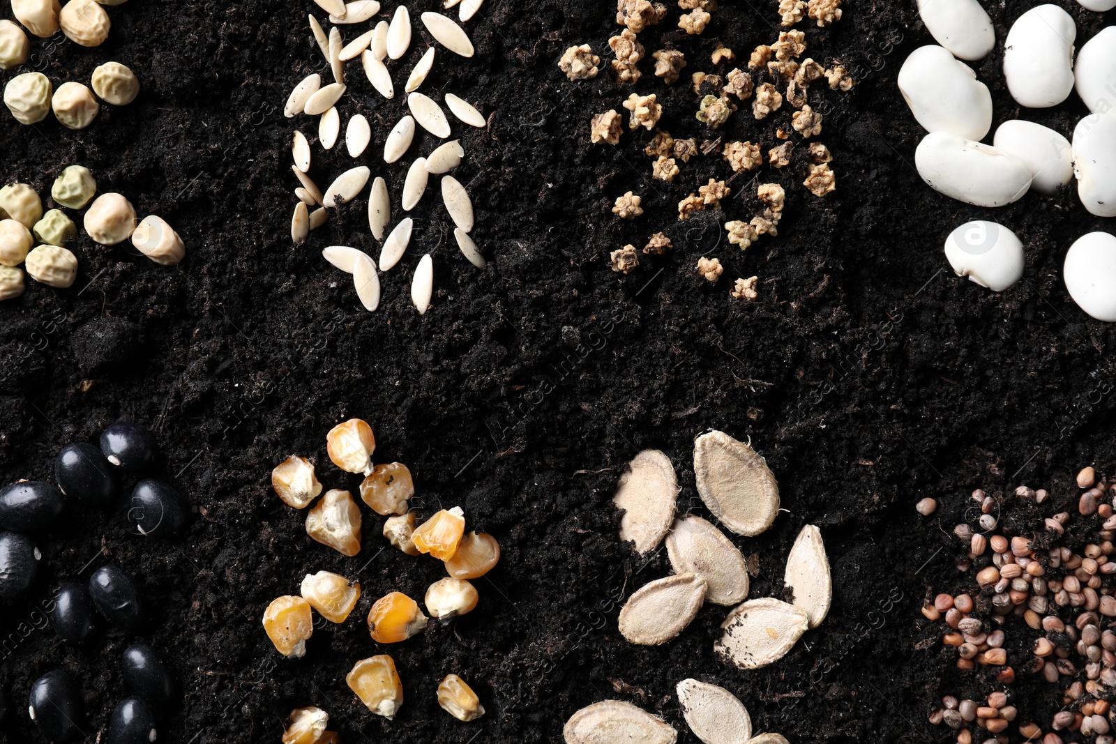 Photo of Different vegetable seeds on fertile soil, flat lay