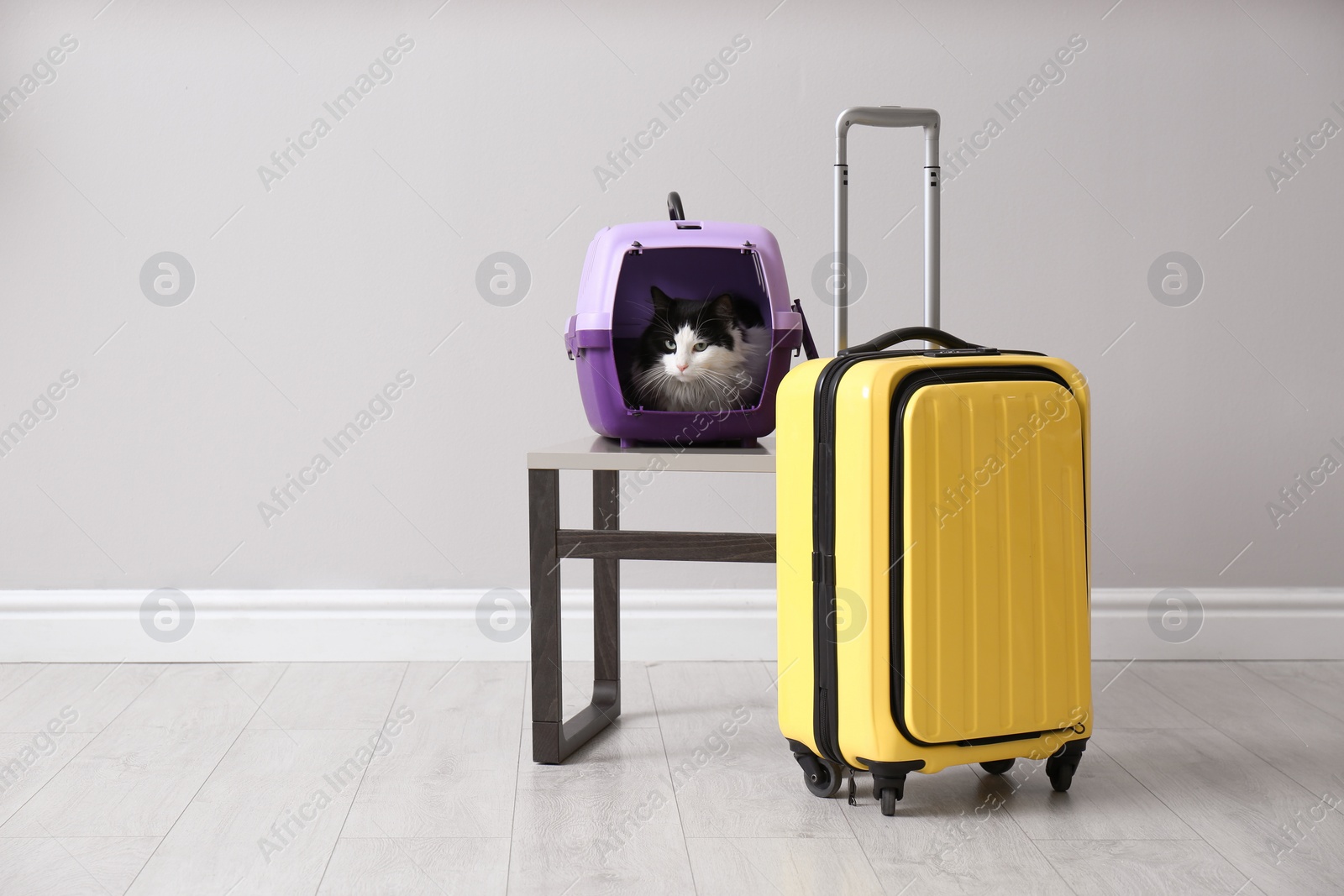 Photo of Cute cat sitting in pet carrier and suitcase indoors. Space for text