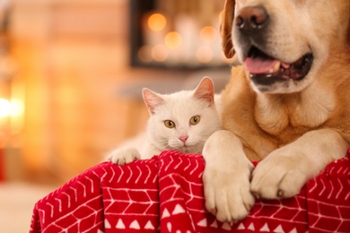 Photo of Adorable dog and cat together at room decorated for Christmas. Cute pets