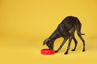 Photo of Italian Greyhound dog eating from bowl on yellow background. Space for text