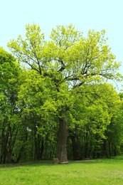 Beautiful tall tree with green leaves in park