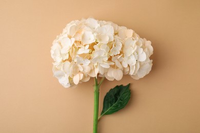 Beautiful hydrangea flower on beige background, top view