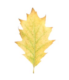 Autumn season. One yellow leaf isolated on white