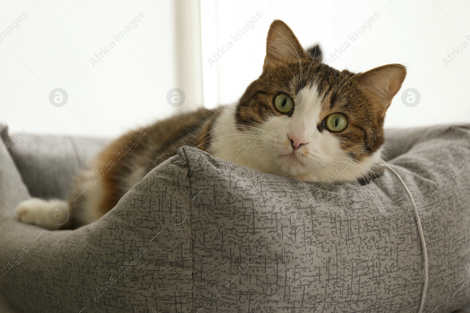 Photo of Cute cat lying on pet bed at home