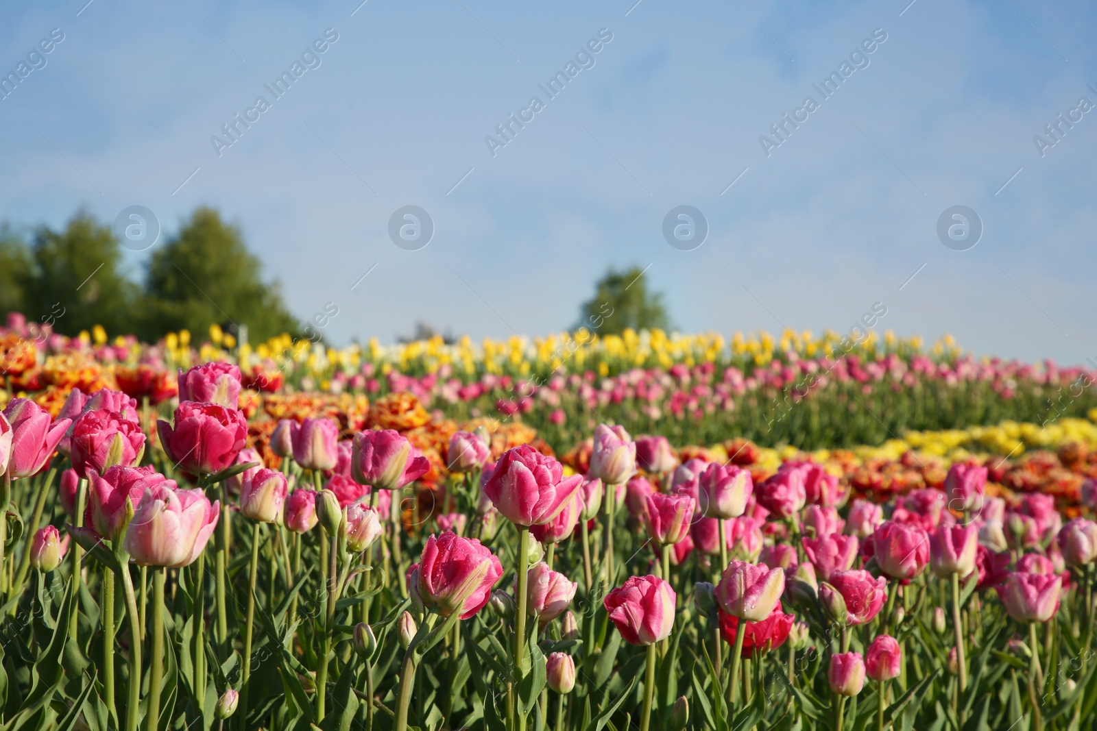 Photo of Beautiful colorful tulip flowers growing in field on sunny day