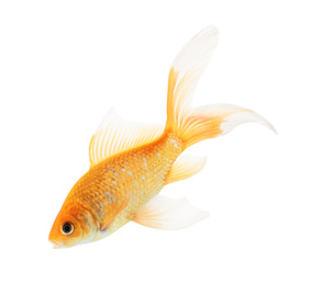 Beautiful bright small goldfish isolated on white