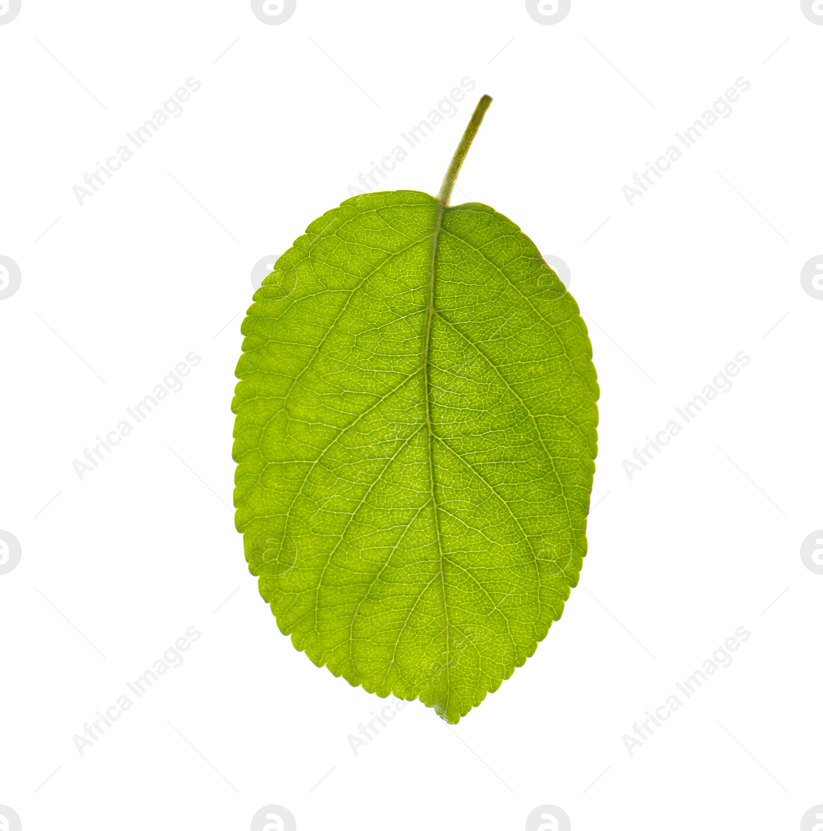 Photo of Green leaf of apple tree isolated on white