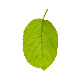 Photo of Green leaf of apple tree isolated on white