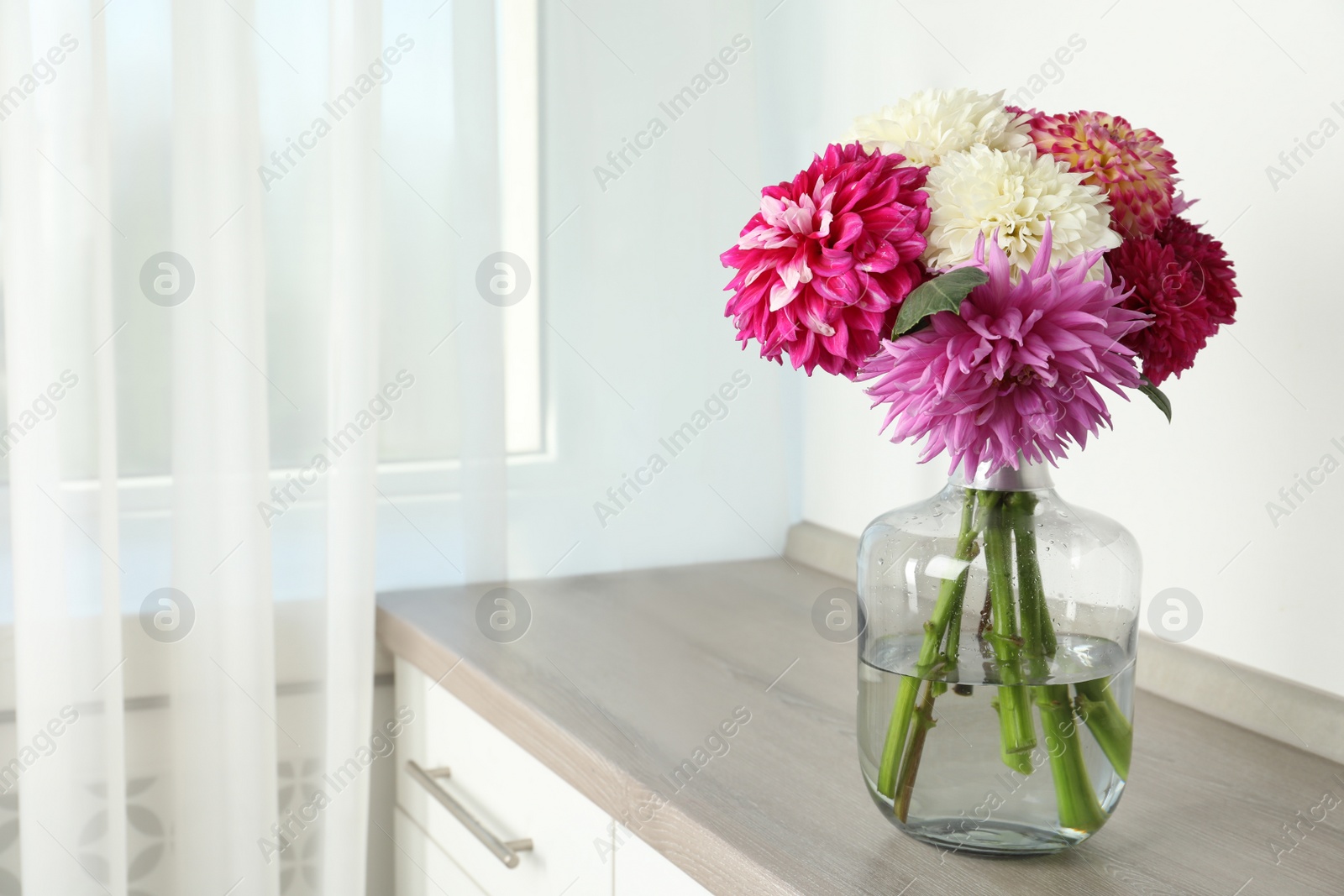 Photo of Beautiful dahlia flowers in vase indoors. Space for text
