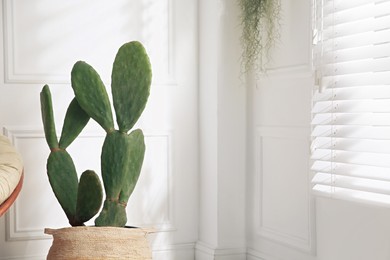 Stylish room with beautiful potted cactus, space for text. Interior design