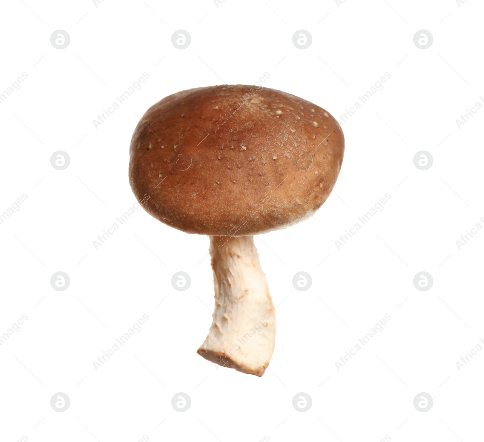 Photo of Fresh wild shiitake mushroom isolated on white