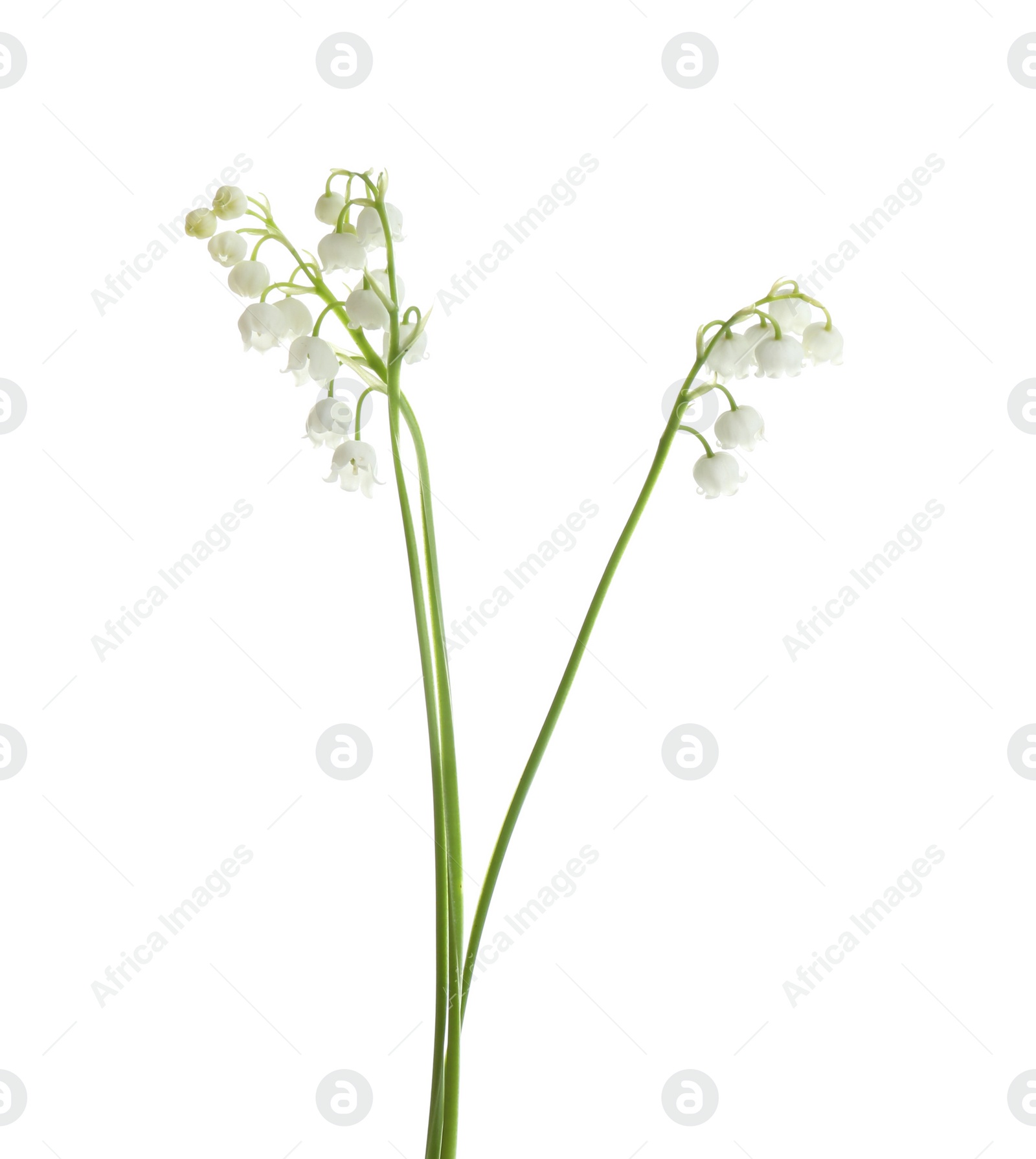 Photo of Beautiful fragrant lily of the valley flowers on white background