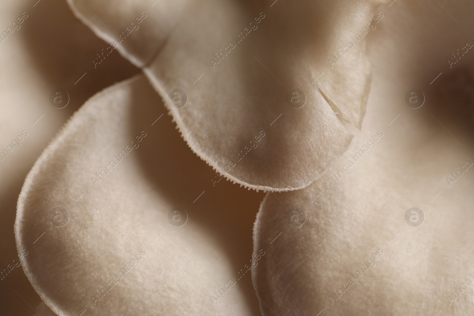 Photo of Fresh oyster mushrooms as background, macro view