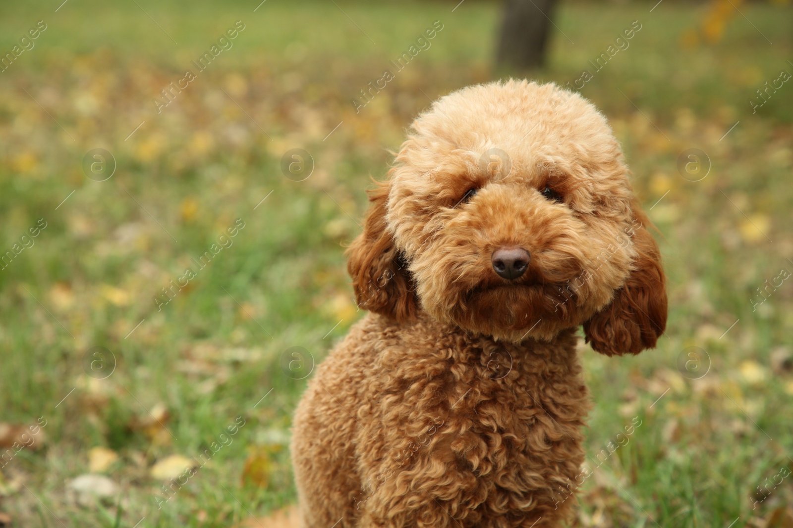 Photo of Cute fluffy dog in park, space for text