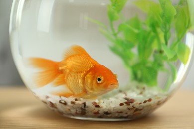 Photo of Beautiful bright small goldfish in round glass aquarium on wooden table, closeup
