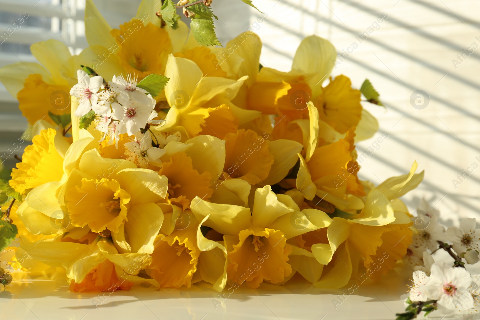 Photo of Yellow daffodils and beautiful white flowers of plum tree on windowsill, closeup