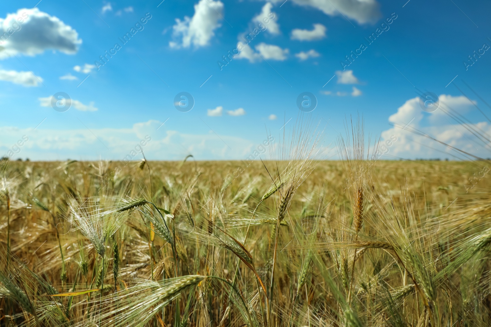 Photo of Wheat grain field on sunny day. Agriculture industry