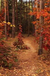 Trail and beautiful trees in forest. Autumn season