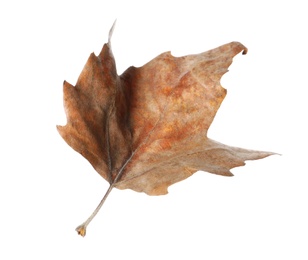 Dry leaf isolated on white. Autumn season