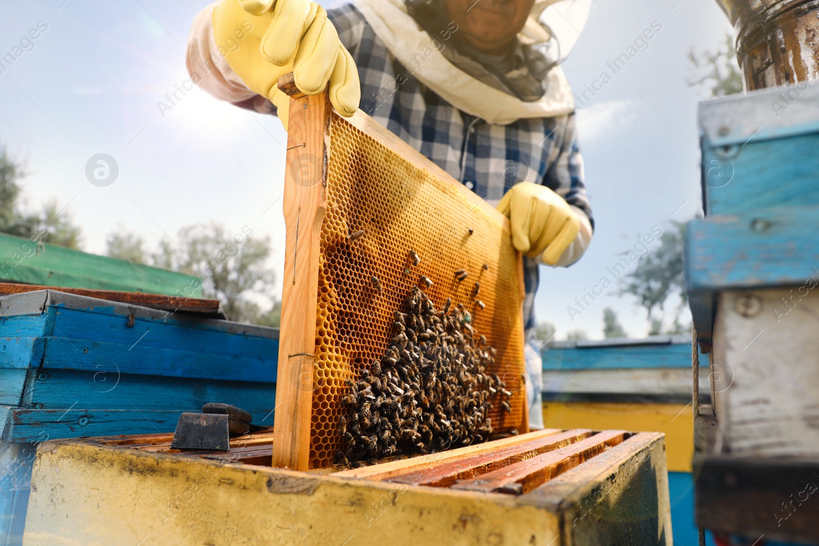 Photo of Beekeeper taking frame from hive at apiary, closeup. Harvesting honey