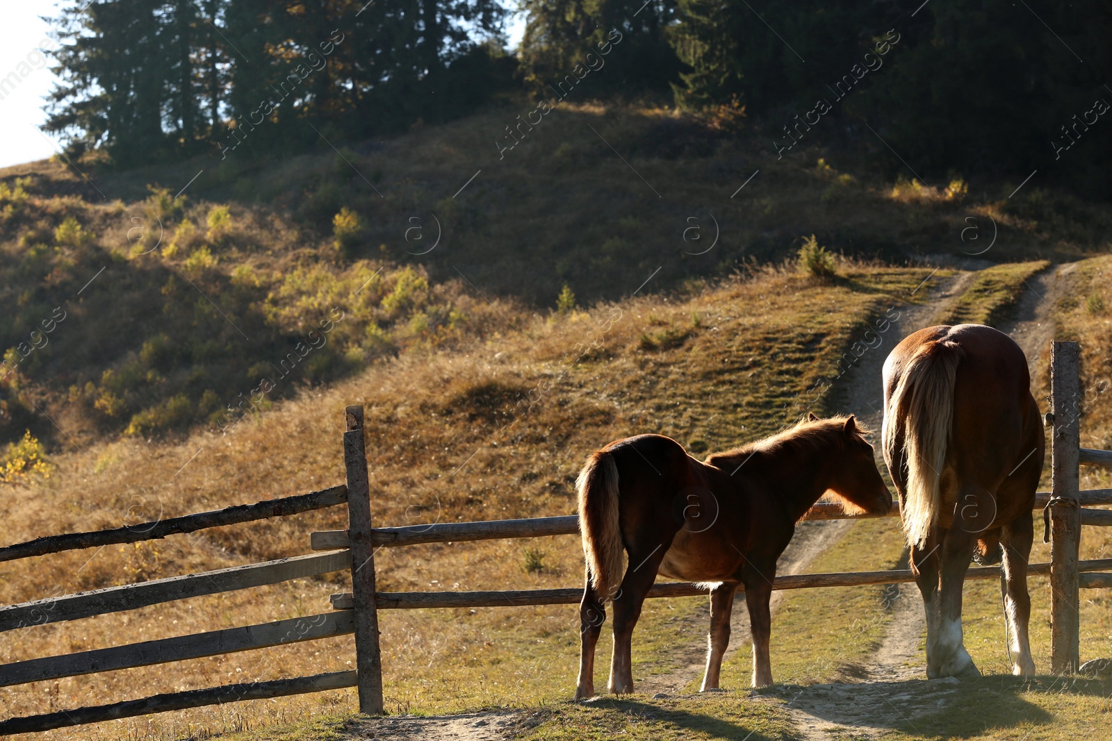 Photo of Brown horses in paddock on sunny day. Beautiful pets