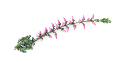 Photo of Sprig of heather with beautiful flowers isolated on white