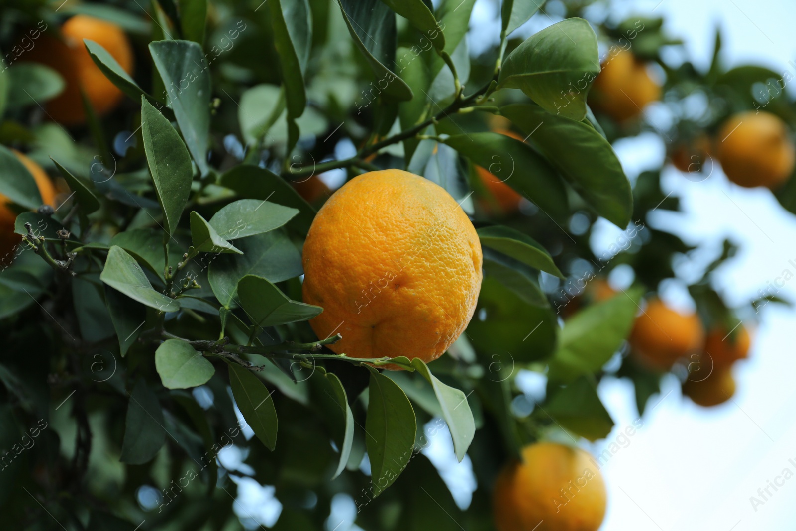 Photo of Fresh ripe orange growing on tree outdoors, closeup