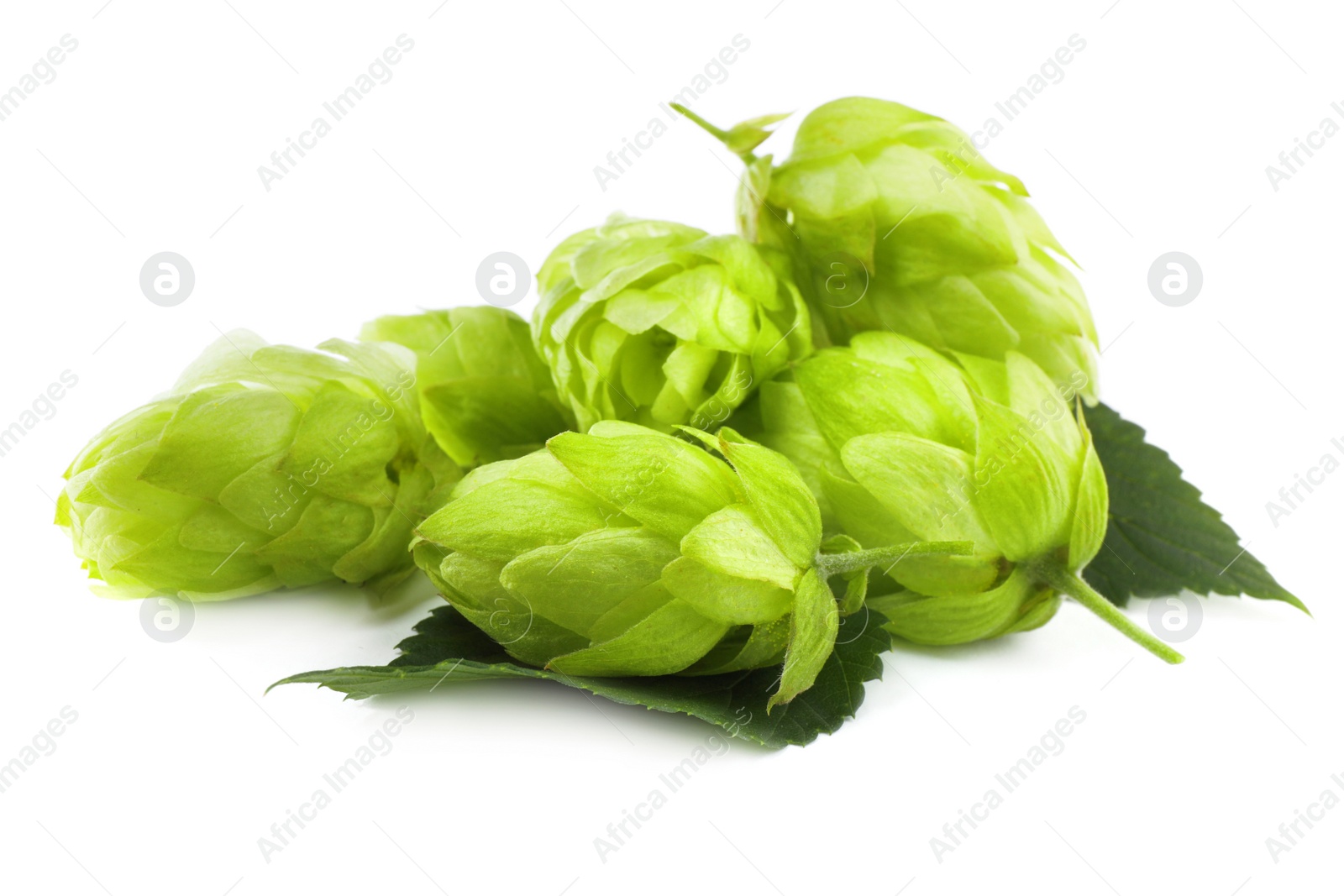 Photo of Pile of fresh green hops on white background