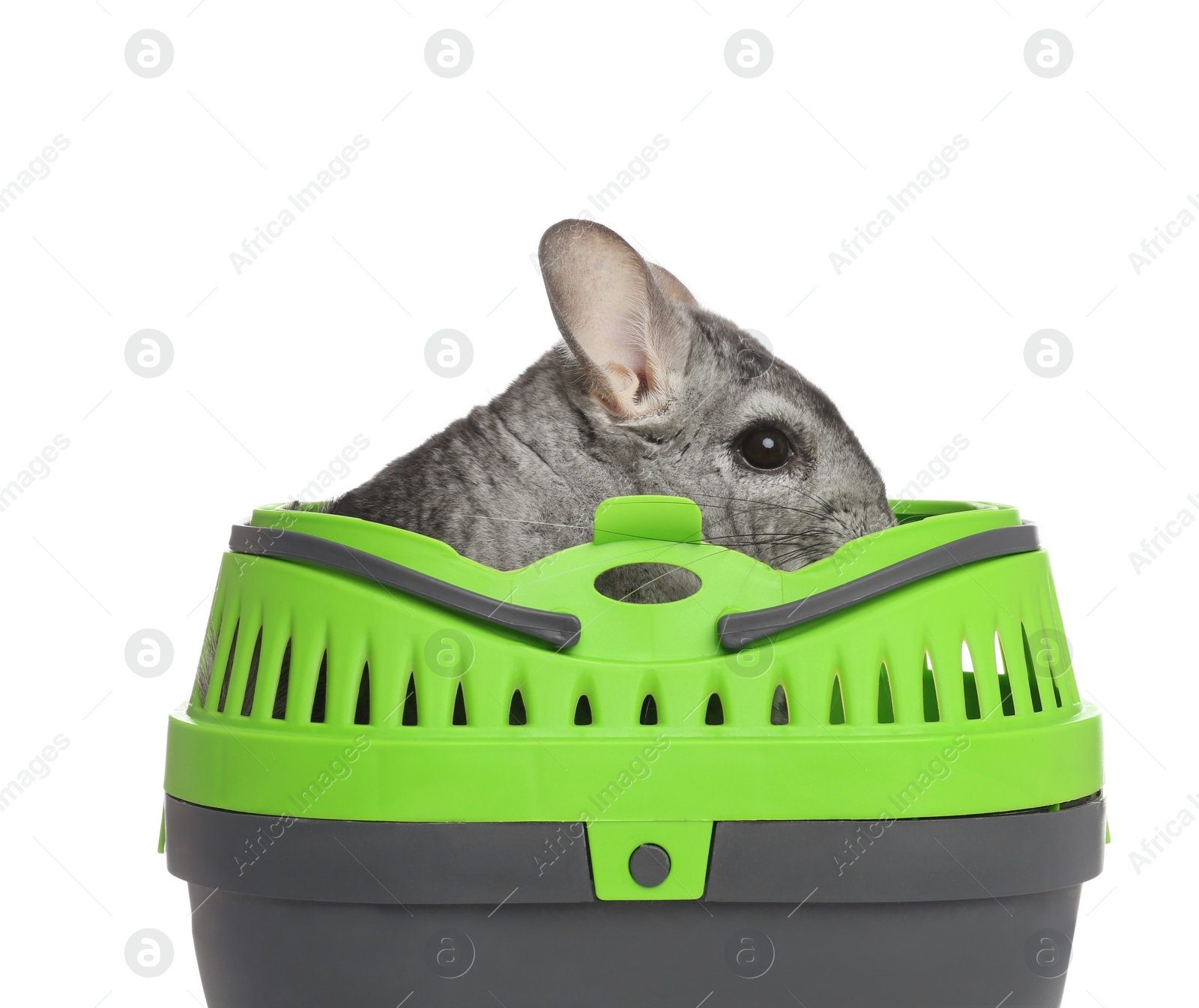 Photo of Cute grey chinchilla inside carrier on white background