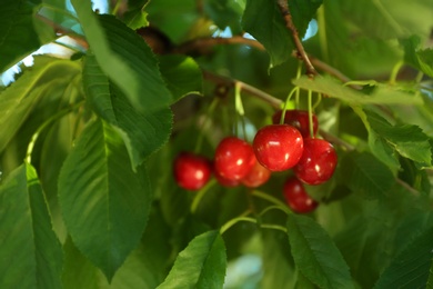 Tasty ripe cherries on tree branch outdoors, closeup