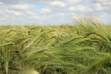 Agricultural field with ripening cereal crop on cloudy day