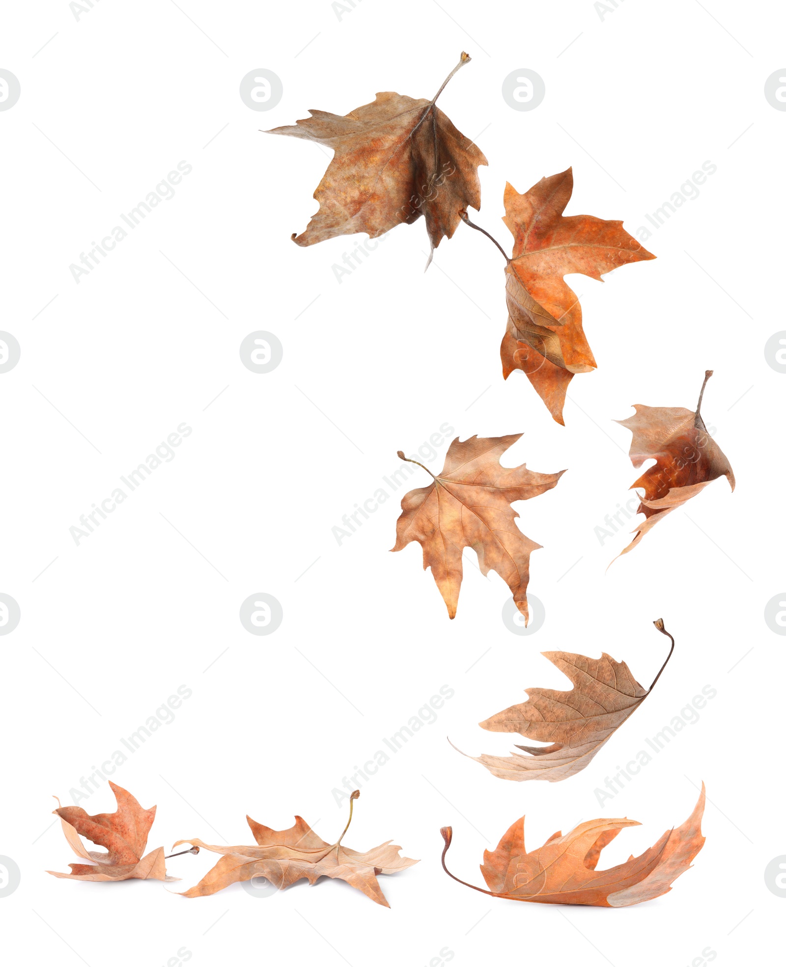 Image of Beautiful autumn leaves falling on white background