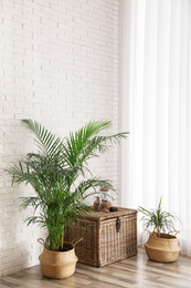 Photo of Beautiful green potted plants in stylish room interior