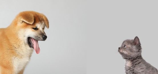 Image of Cute dog and cat on light grey background, space for text. Banner design