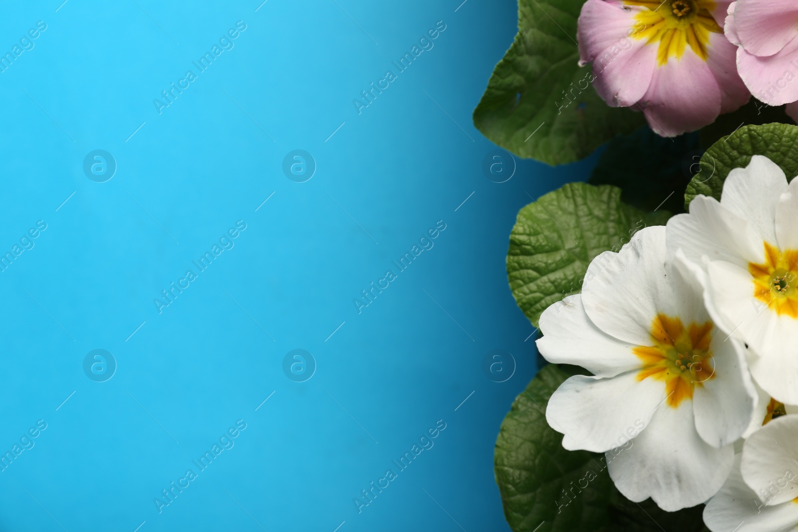 Photo of Beautiful primula (primrose) plants with colorful flowers on light blue background, flat lay and space for text. Spring blossom