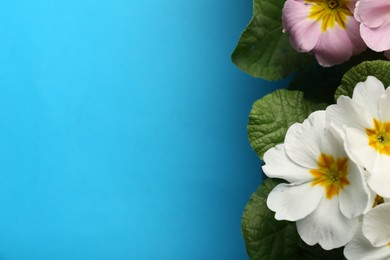Beautiful primula (primrose) plants with colorful flowers on light blue background, flat lay and space for text. Spring blossom