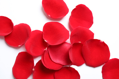 Photo of Fresh red rose petals on white background, top view