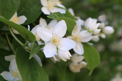 Photo of Closeup view of beautiful blooming white jasmine shrub outdoors