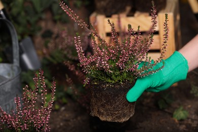 Photo of Woman planting flowering heather shrub outdoors, closeup