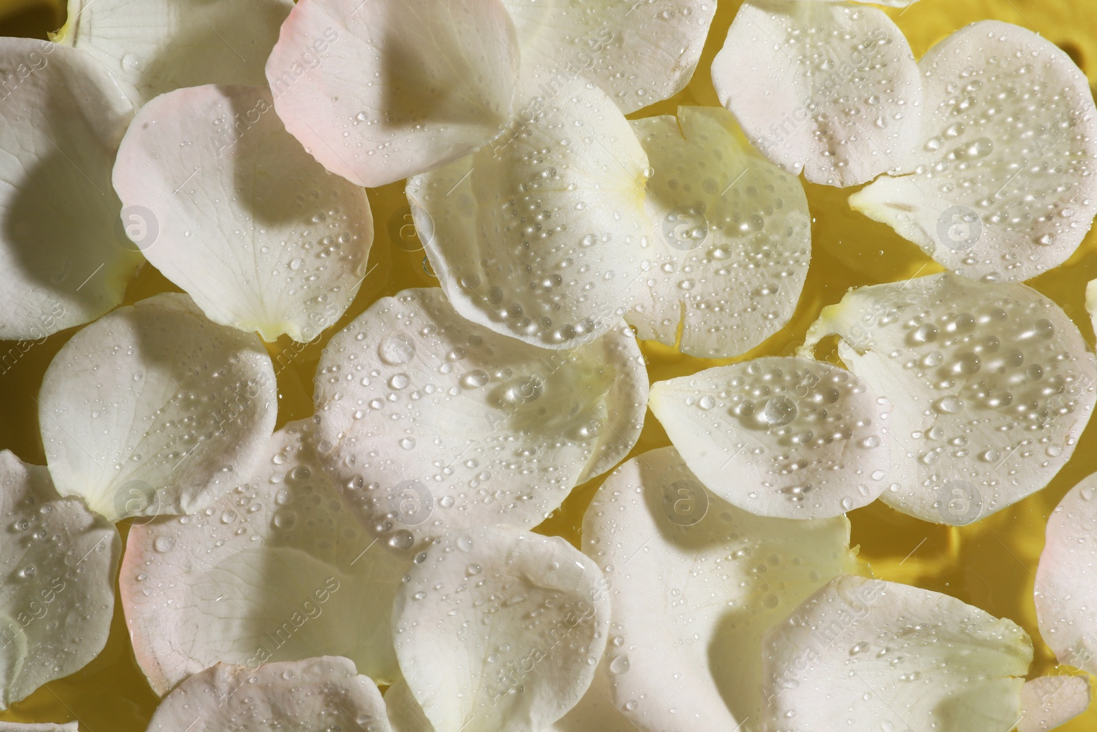 Photo of Beautiful rose petals on water, top view