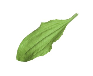 Photo of Fresh green broadleaf plantain leaf isolated on white