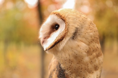 Photo of Beautiful common barn owl outdoors. Bird of prey