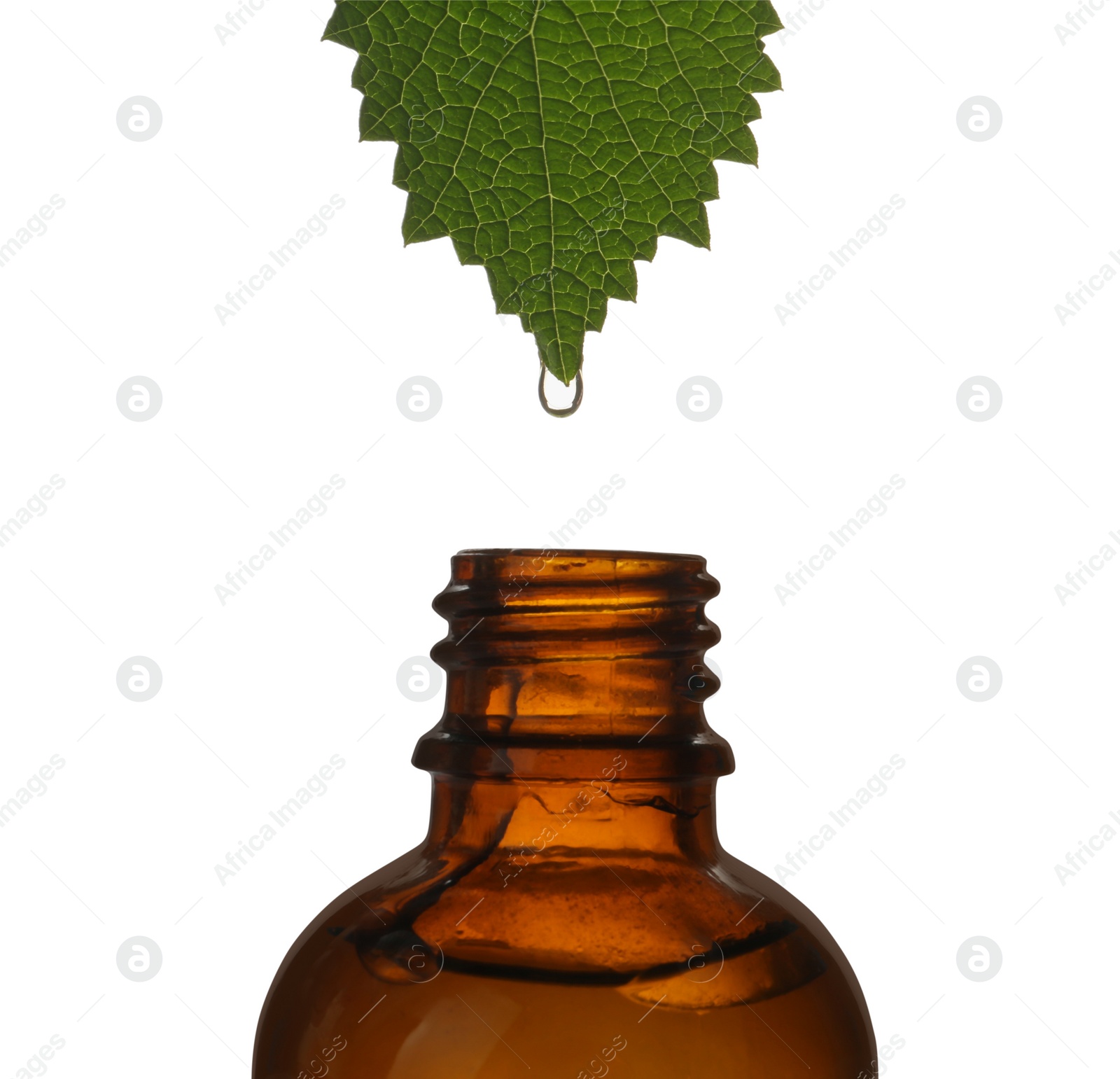 Photo of Dripping nettle oil from leaf into glass bottle isolated on white, closeup