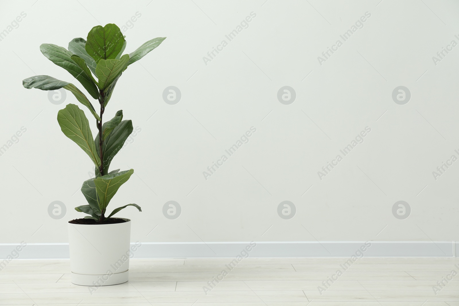 Photo of Fiddle Fig or Ficus Lyrata plant with green leaves near white wall indoors. Space for text